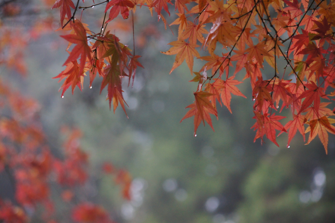 台中市和平區-福壽山楓紅艷
