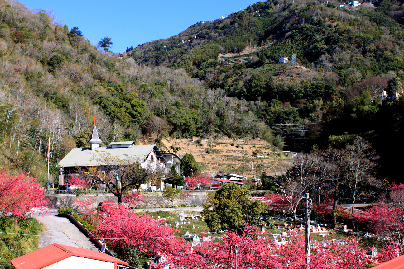 南投縣仁愛鄉-春陽之櫻