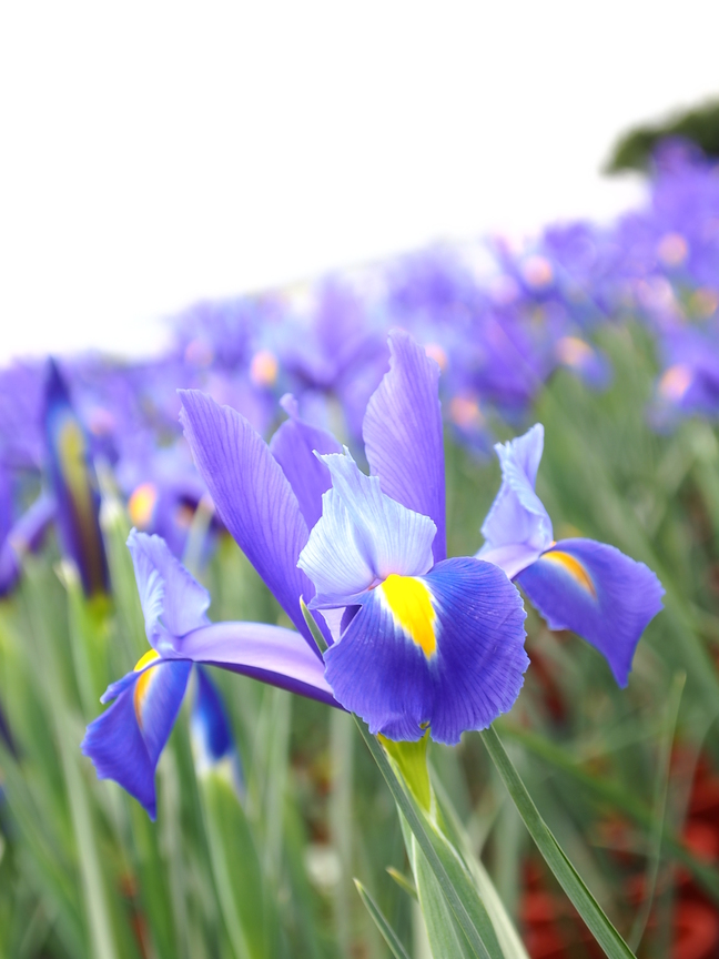台中市后里區─花海-2