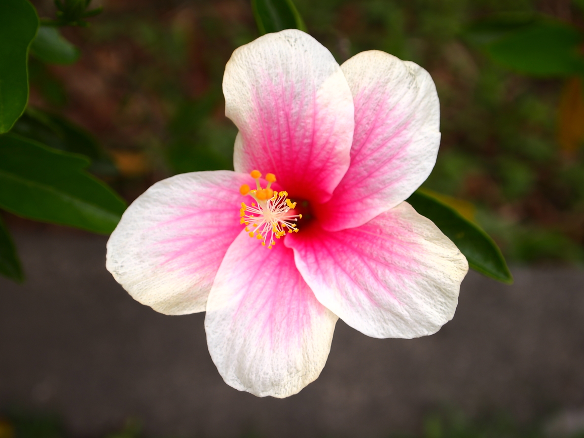 台北市士林區─不起眼的花
