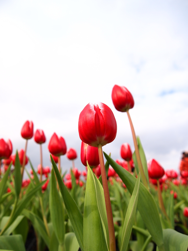 台中市后里區─花海-1