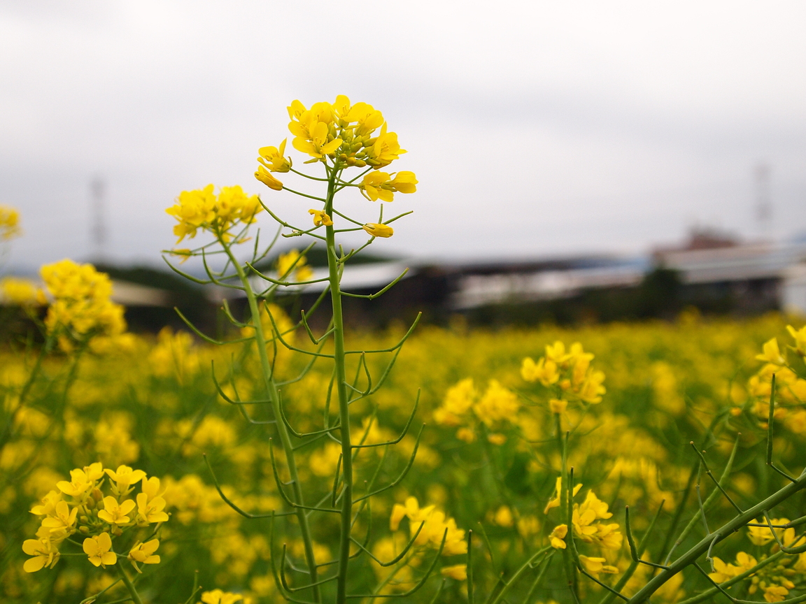 台中市后里區─花田