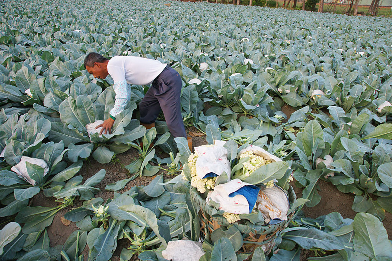 高雄市路竹鄉-路竹三寶