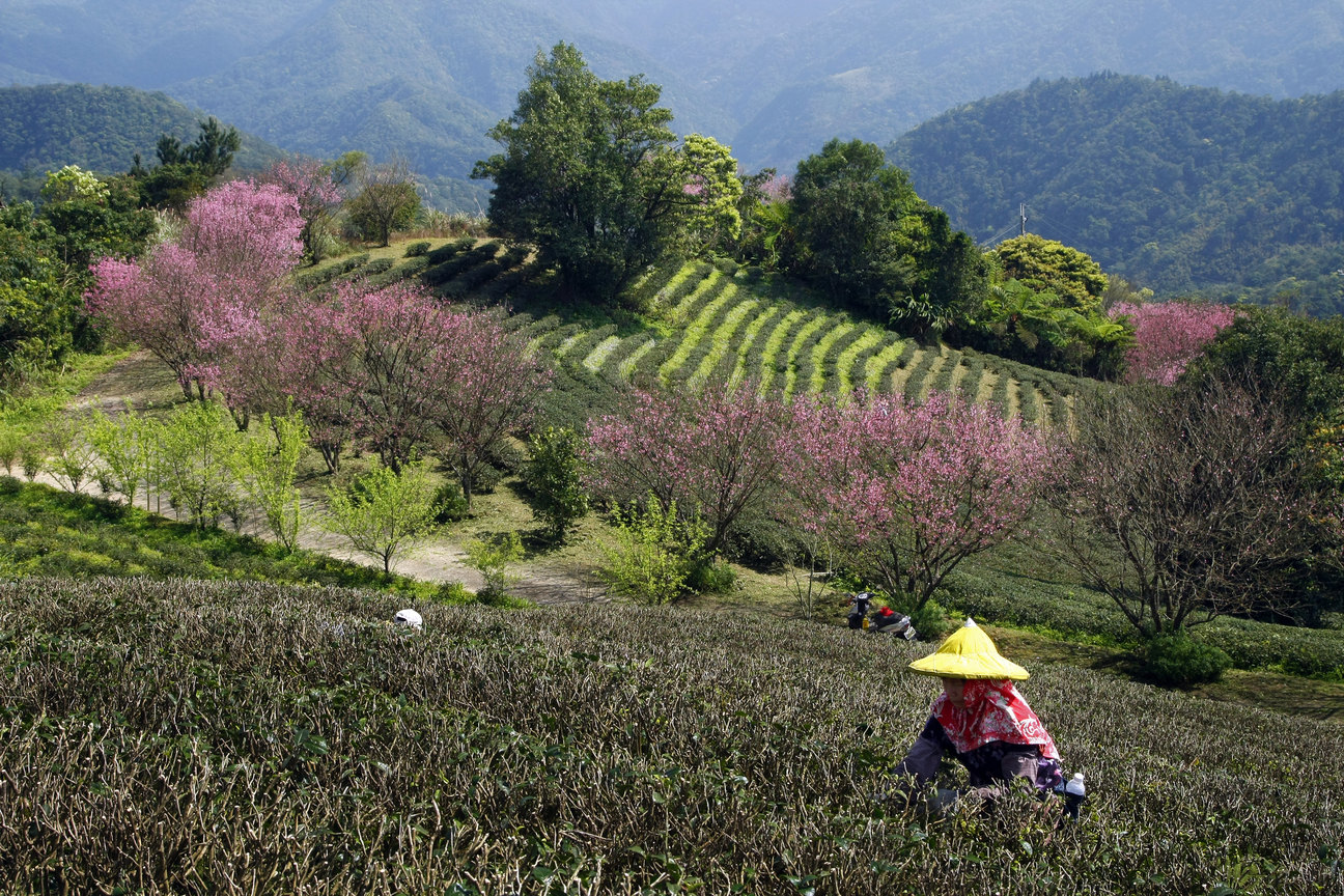 新北市坪林區-茶園春景