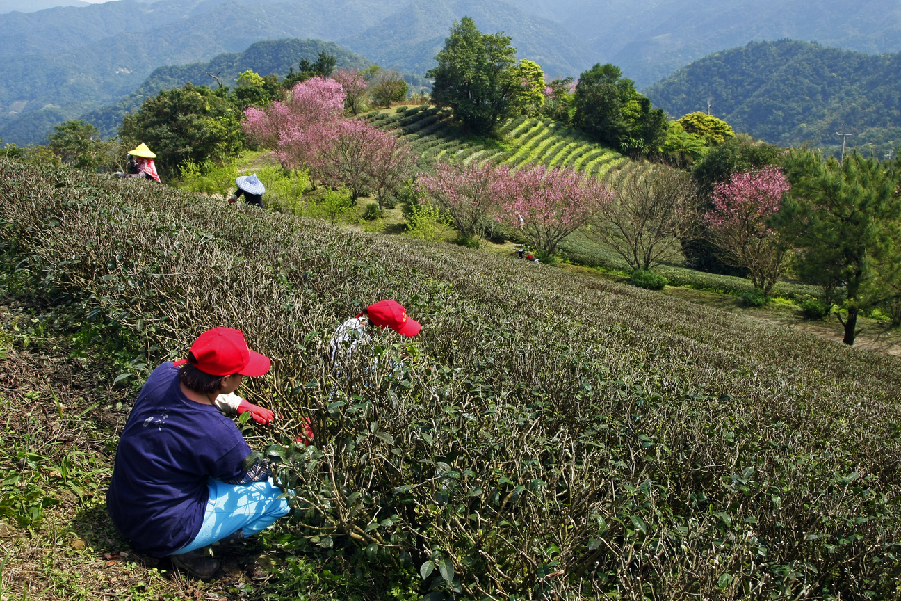 新北市坪林區-茶園春色