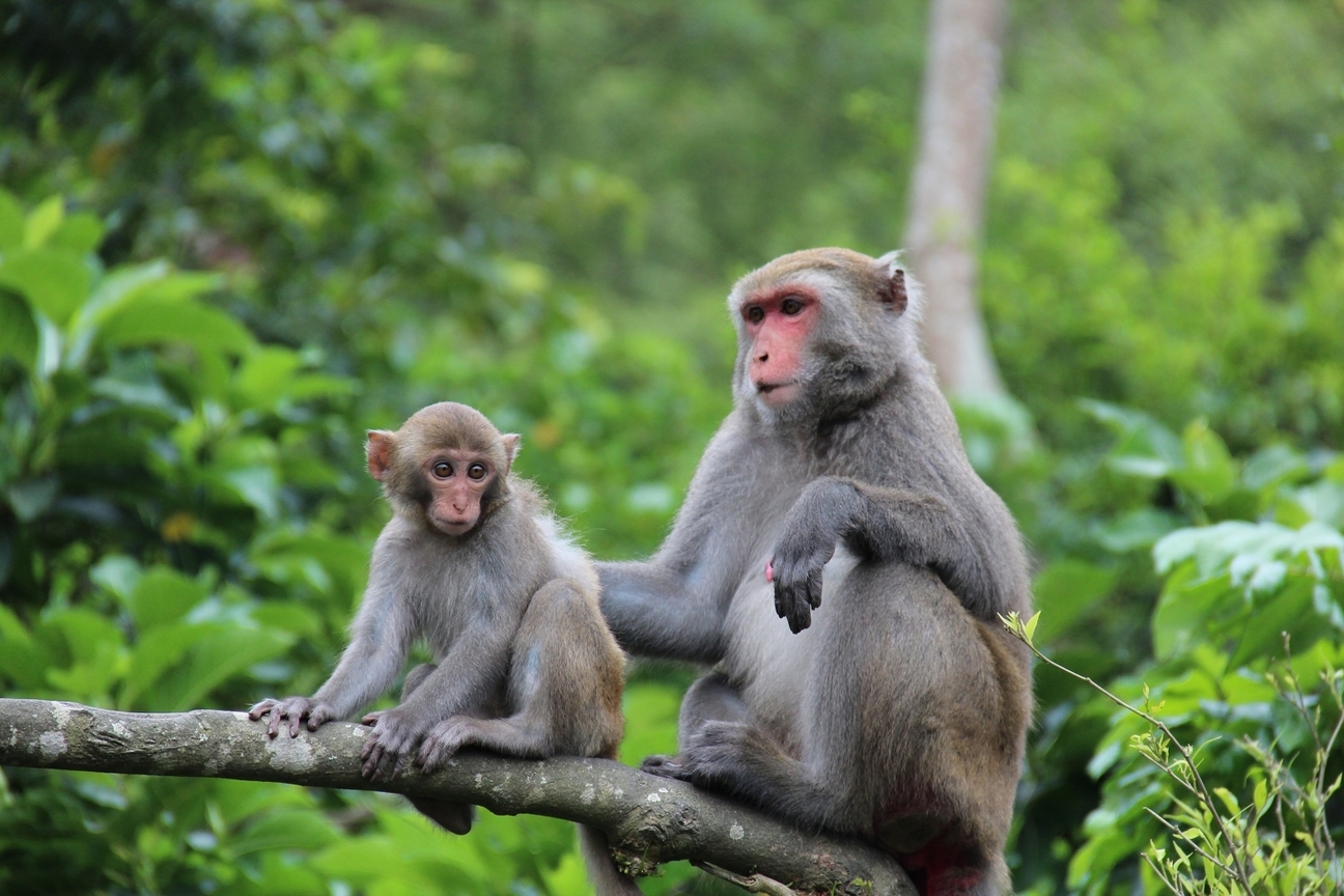 台南市南化區-彌猴群