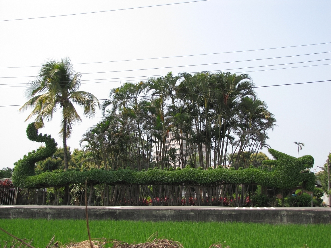 雲林縣斗南鎮-龍形樹