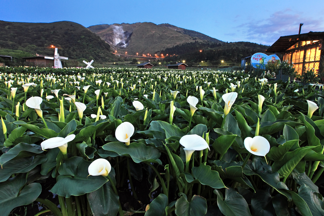 台北市北投區-海芋之美