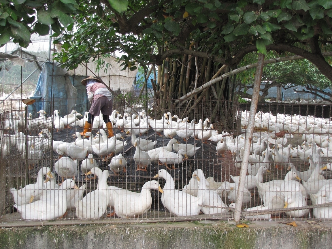 雲林縣斗南鎮-養鵝人家