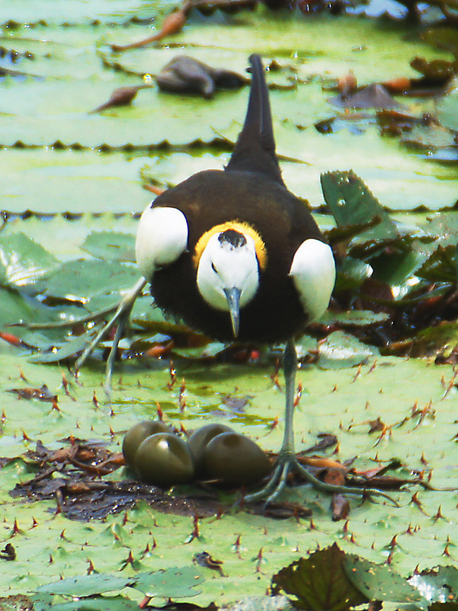 台南市官田區-官田水雉