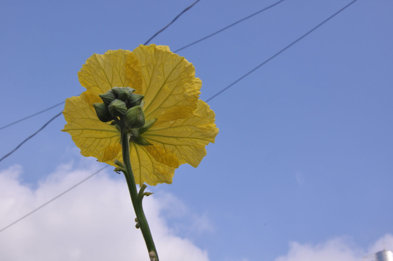 台中市北屯區──田園風光