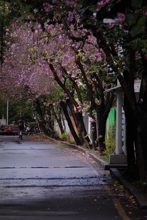 台南市 東區 成功大學羊蹄甲道