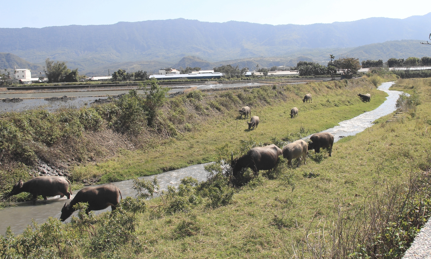 台東 關山鎮 水牛群像