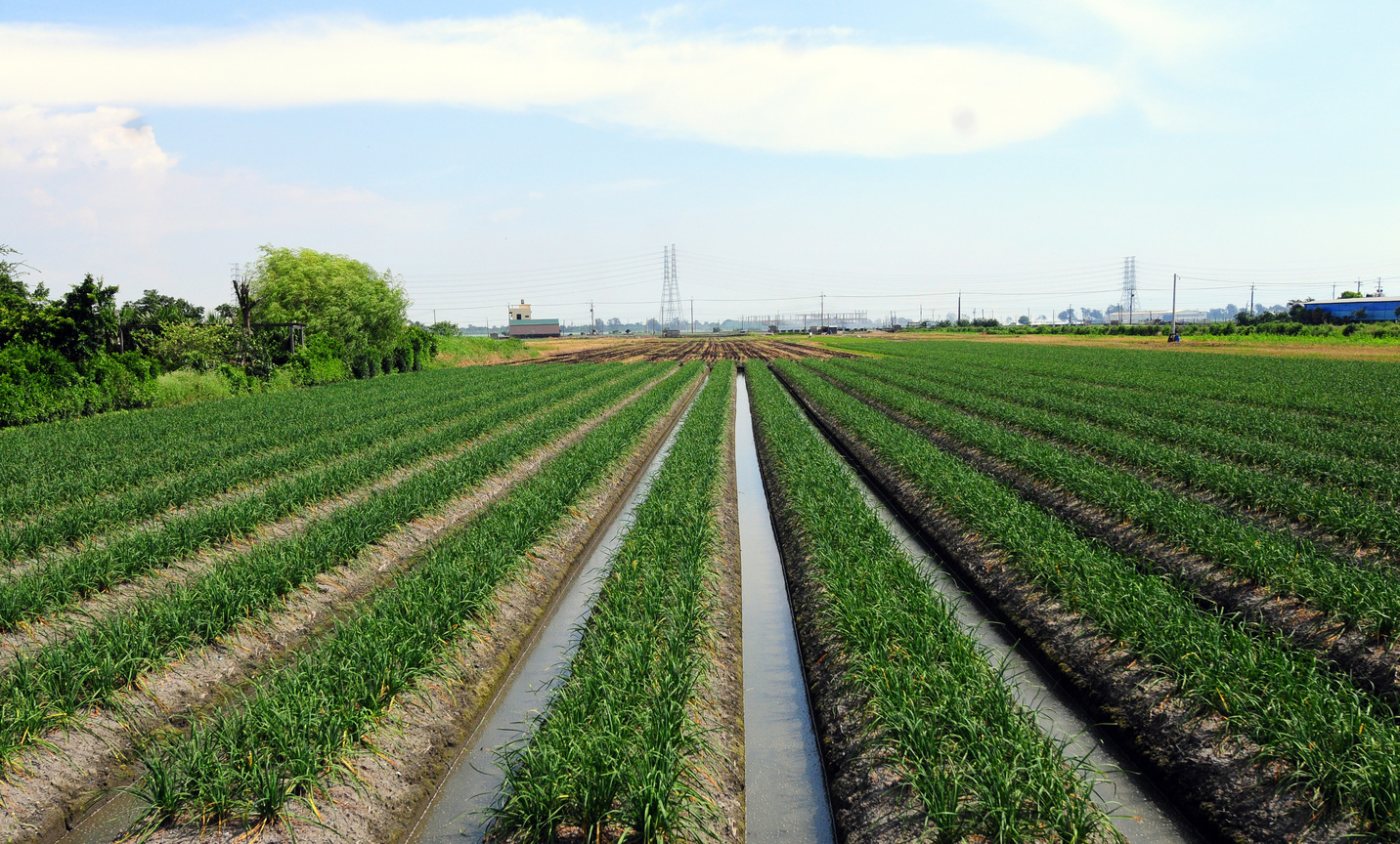彰化縣二林鎮─韭菜‧非二林莫屬