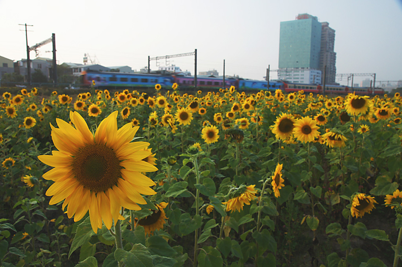 台南市東區－台糖向日葵花海