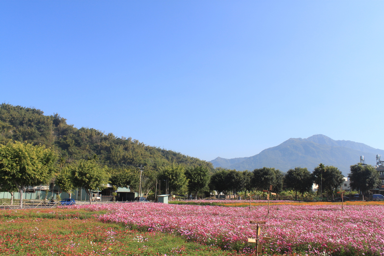 南投縣集集鎮-愚農花田
