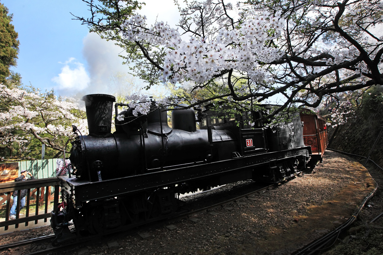 嘉義縣番路鄉-阿里山櫻花與火車