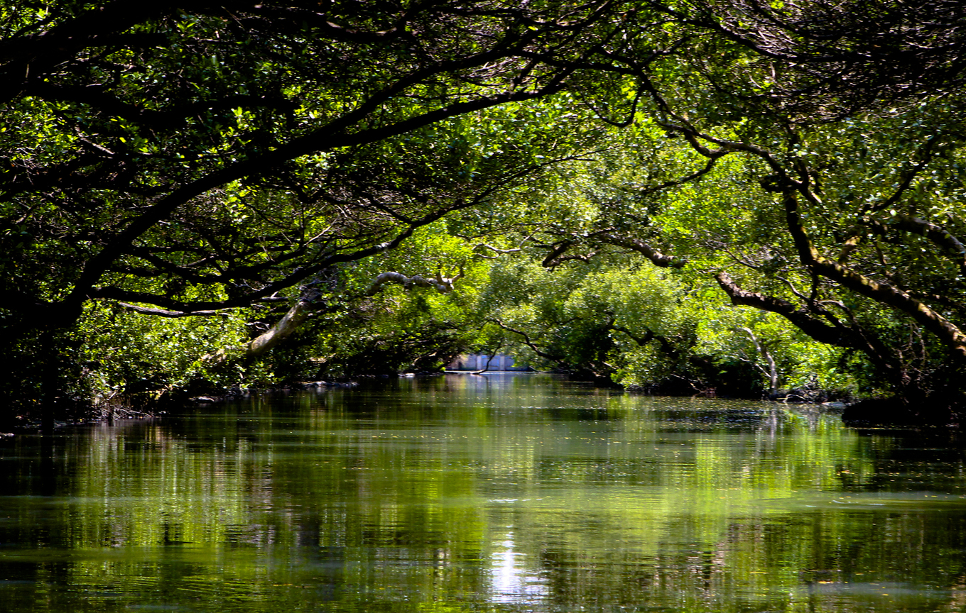 台南市安南區－四草紅樹林色隧道