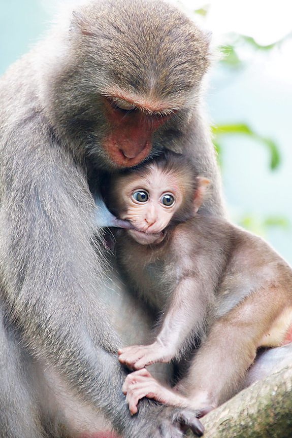 台南市南化區-烏山獼猴之愛