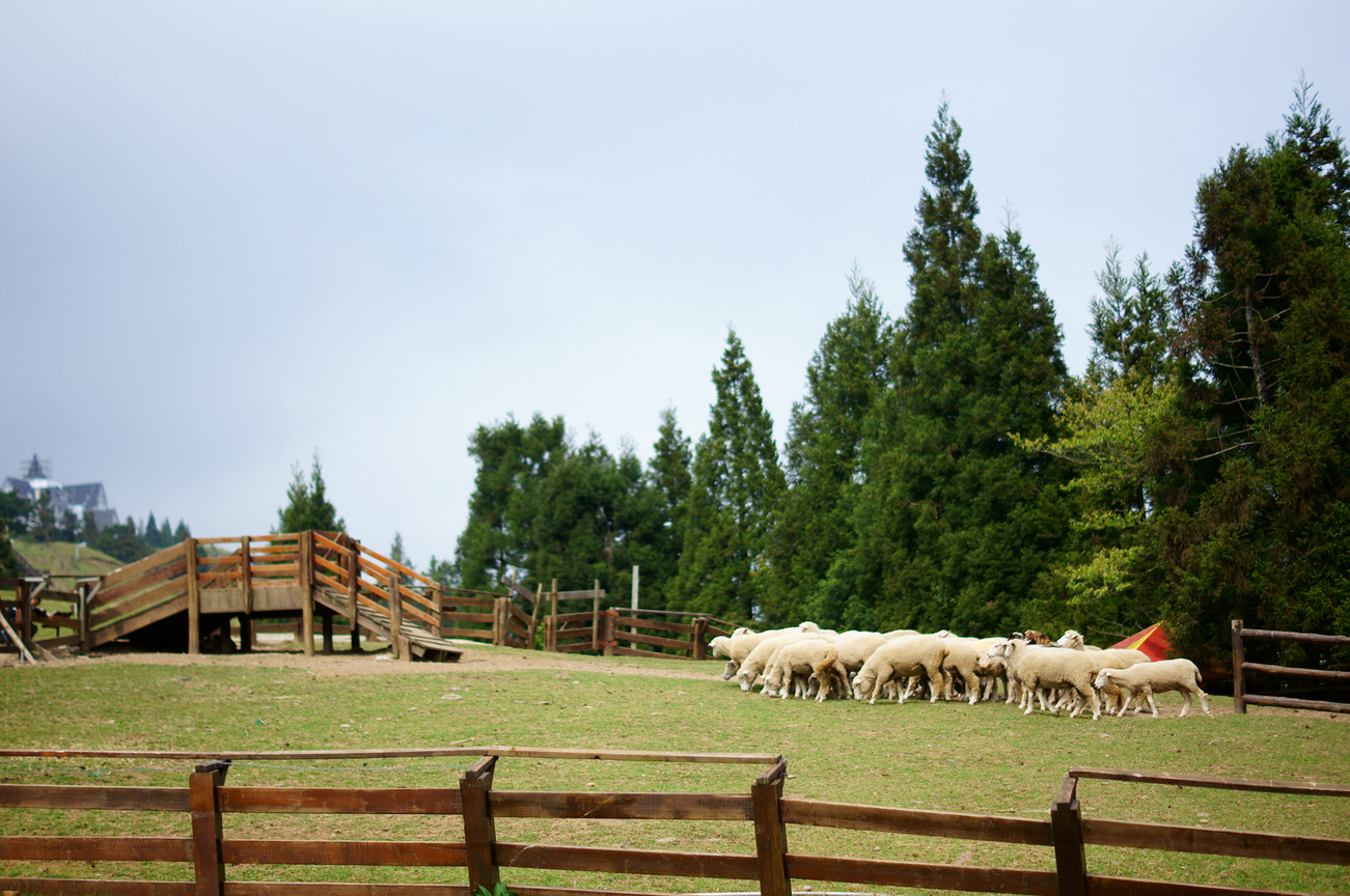 南投縣仁愛鄉－清境農場