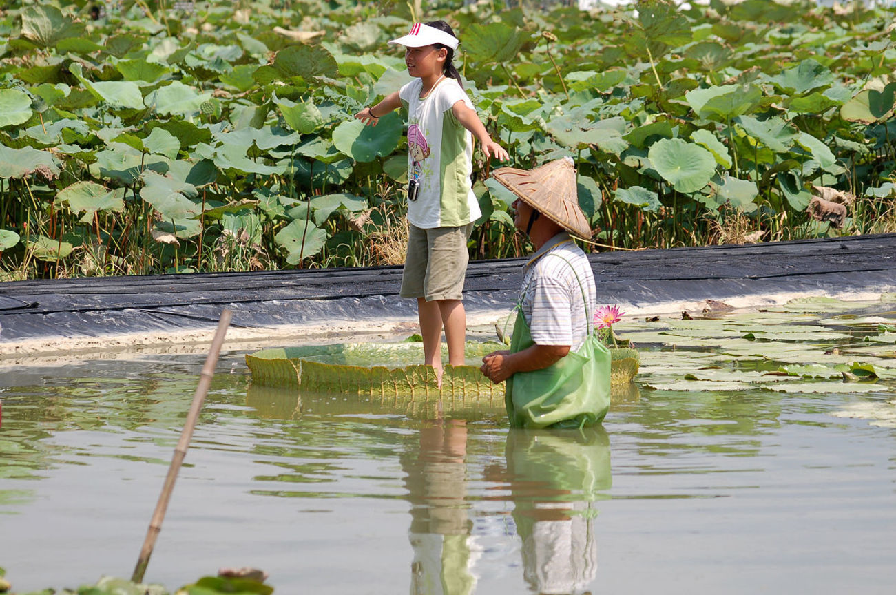 台南市白河區─ 白河蓮花季
