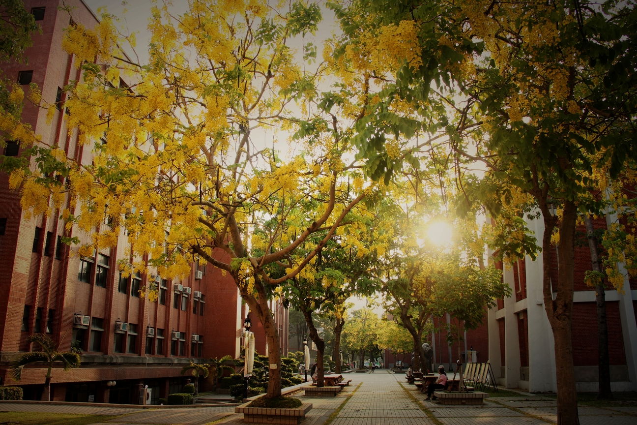 台南大學 阿勃勒季