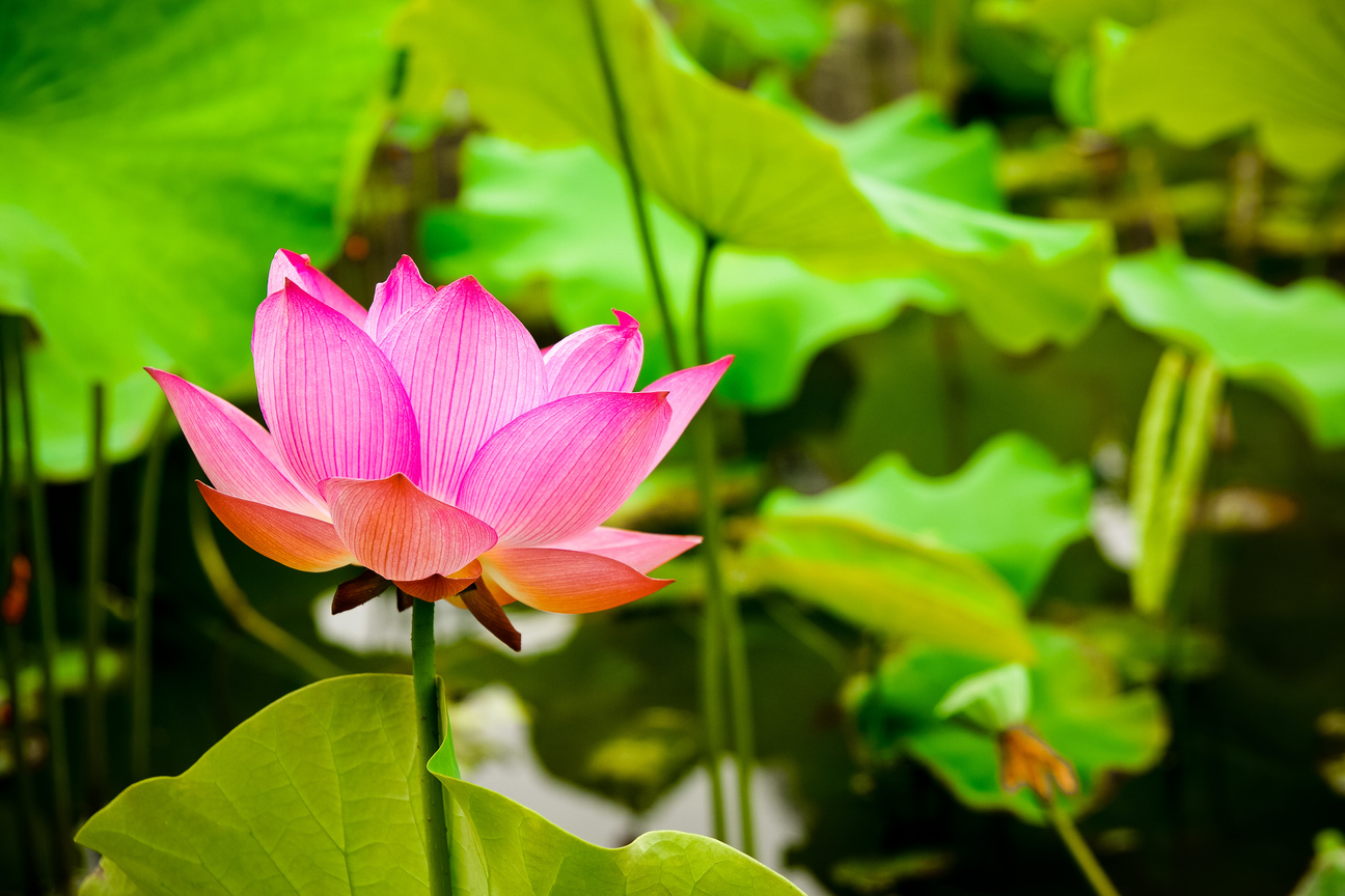 台中市潭子區-消失的蓮花池