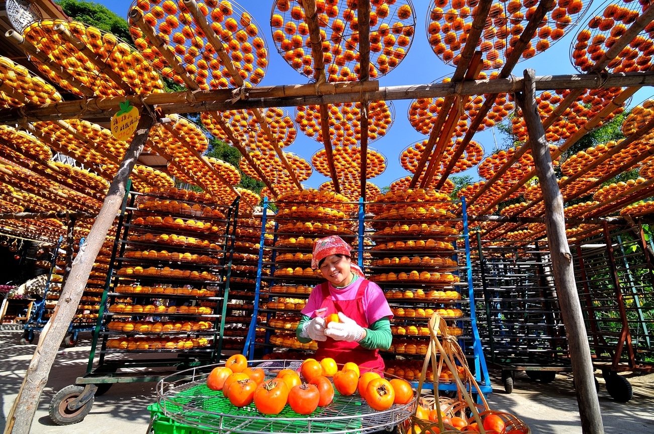 新竹縣新埔鎮-新埔甜柿9