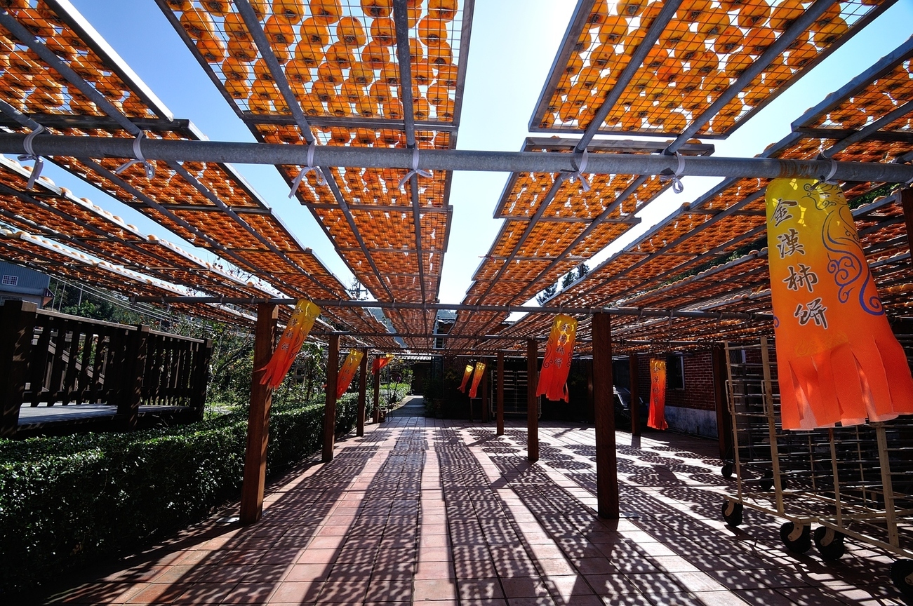 新竹縣新埔鎮-新埔甜柿12