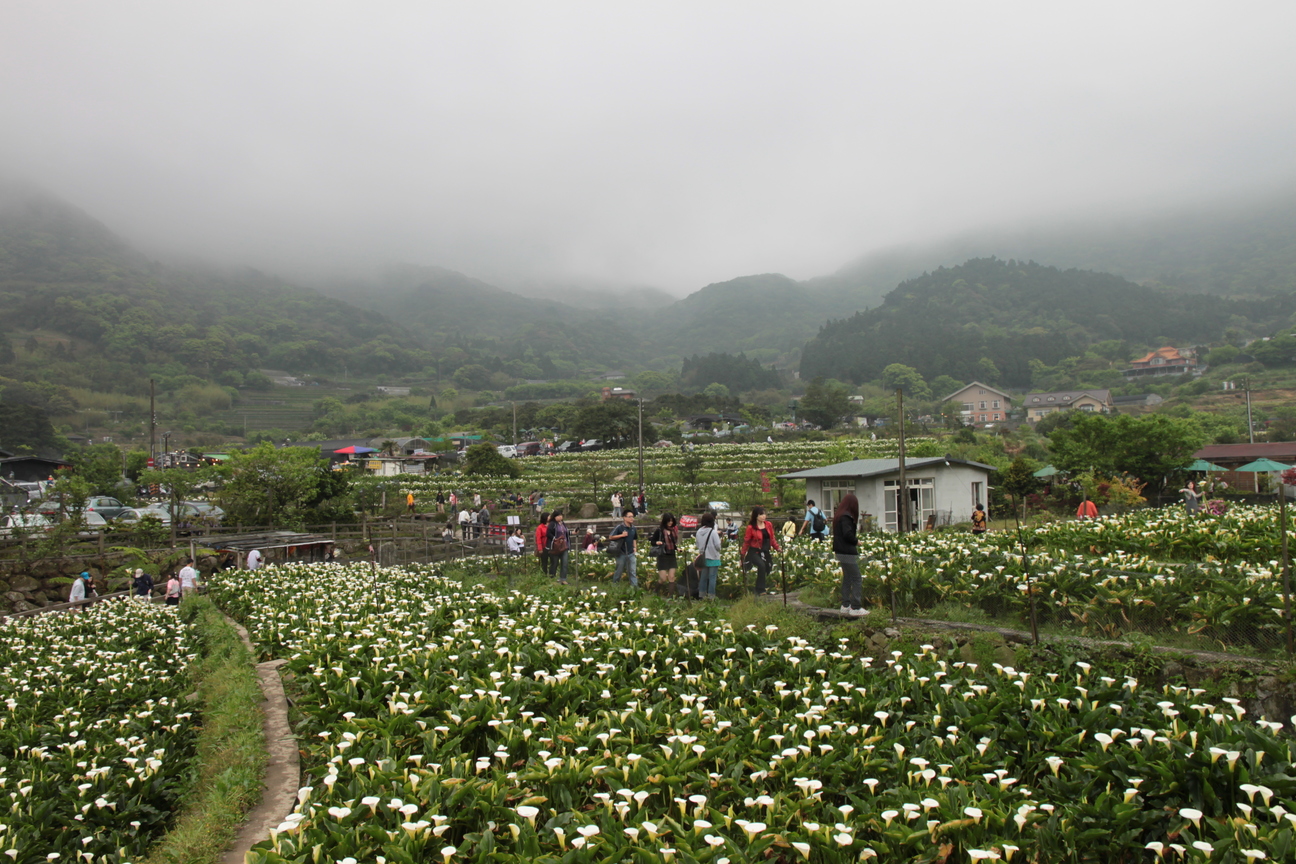 台北市士林區-陽明山竹子湖
