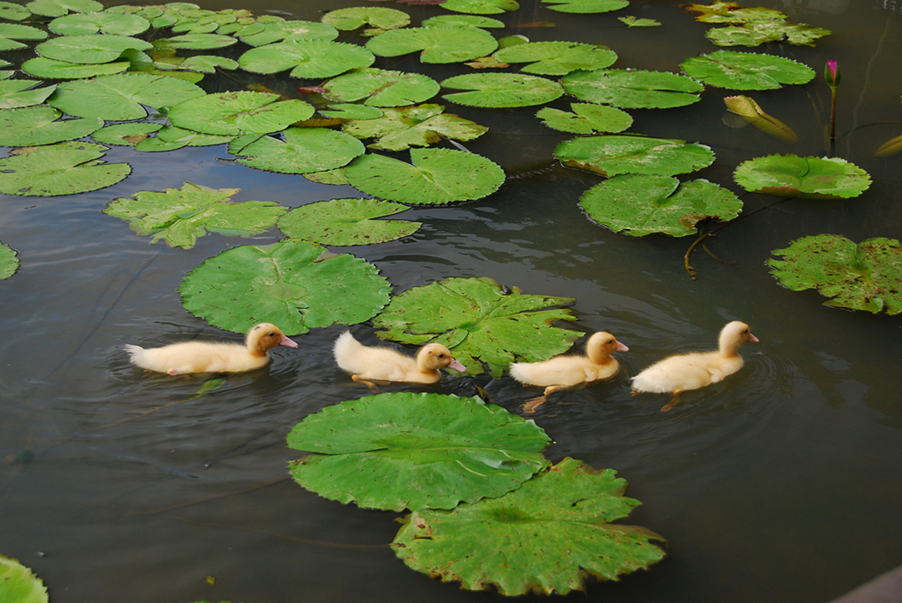 桃園縣觀音鄉--蓮園四小鴨