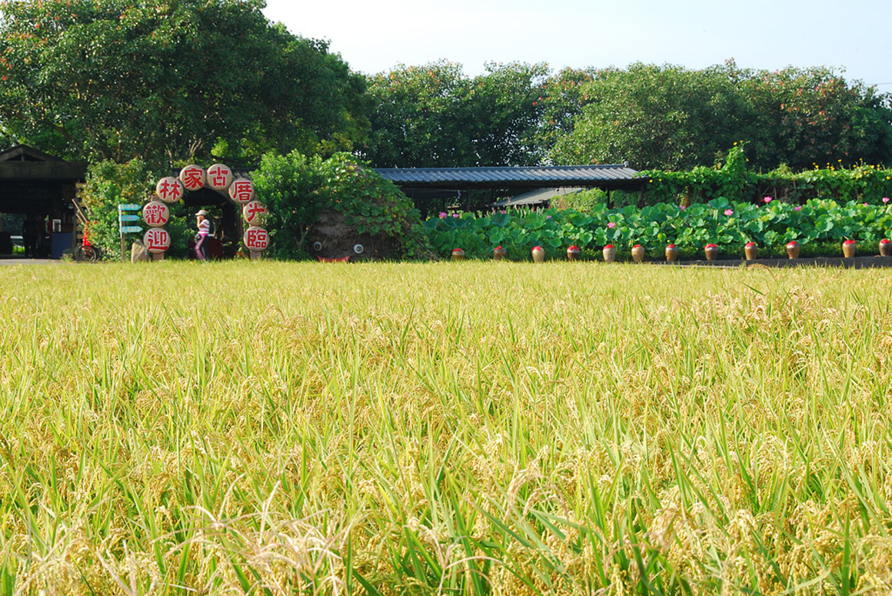 桃園縣觀音鄉--稻香荷香觀音鄉