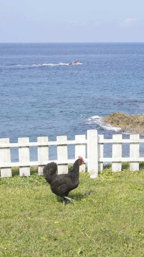 台東縣蘭嶼鄉－黑雞賽跑