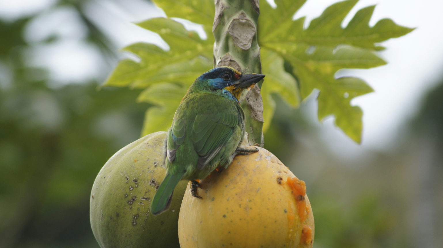 台東縣台東市－木瓜五色鳥