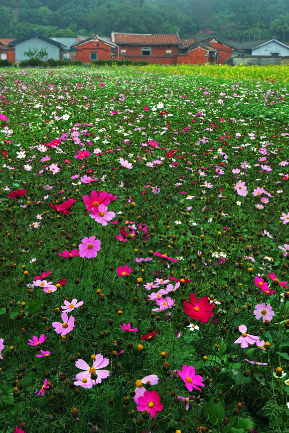 苗栗縣通霄鎮-花海古厝
