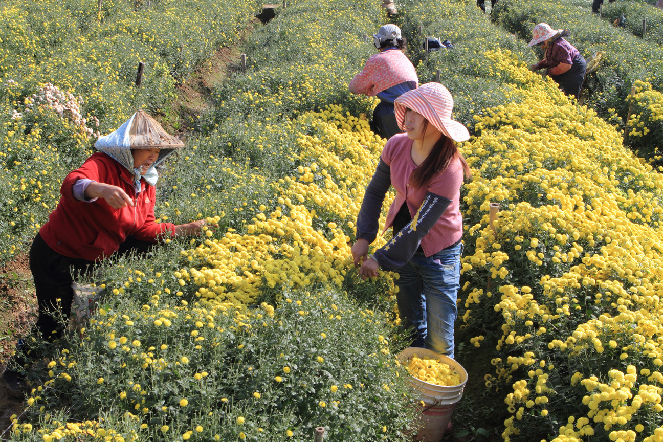 苗栗縣銅鑼鄉-杭菊