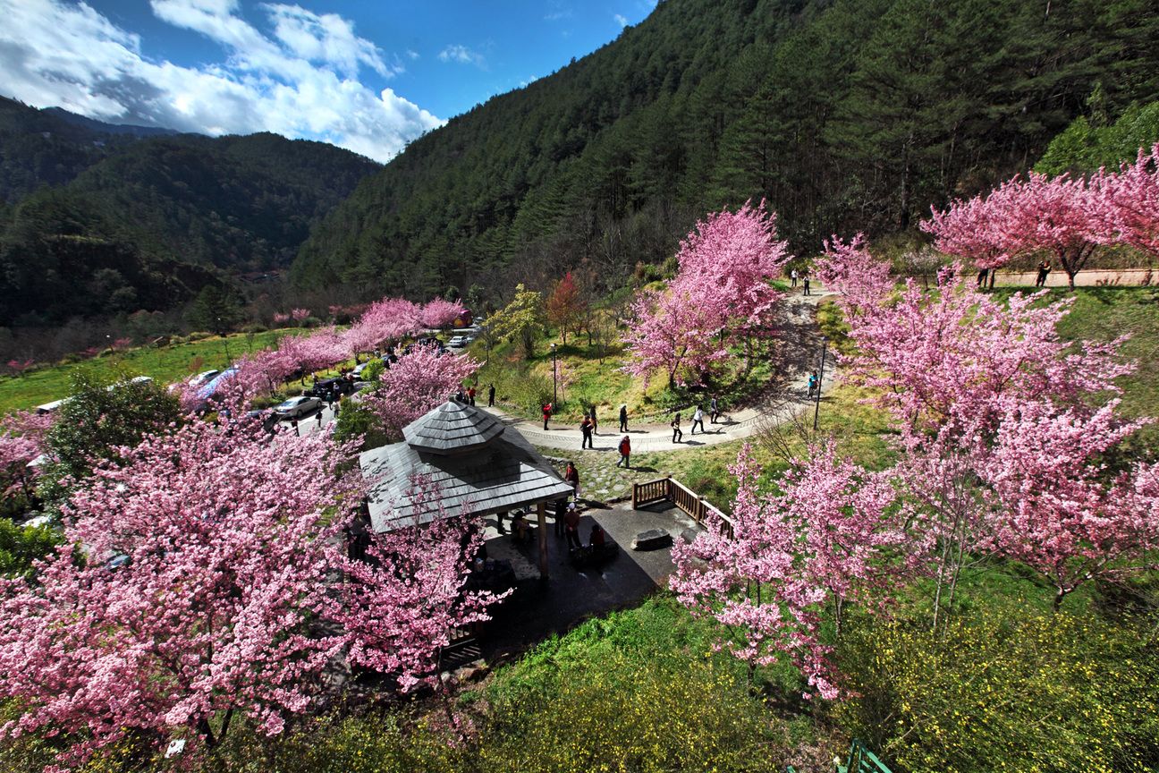 台中市和平區-武陵農場之美