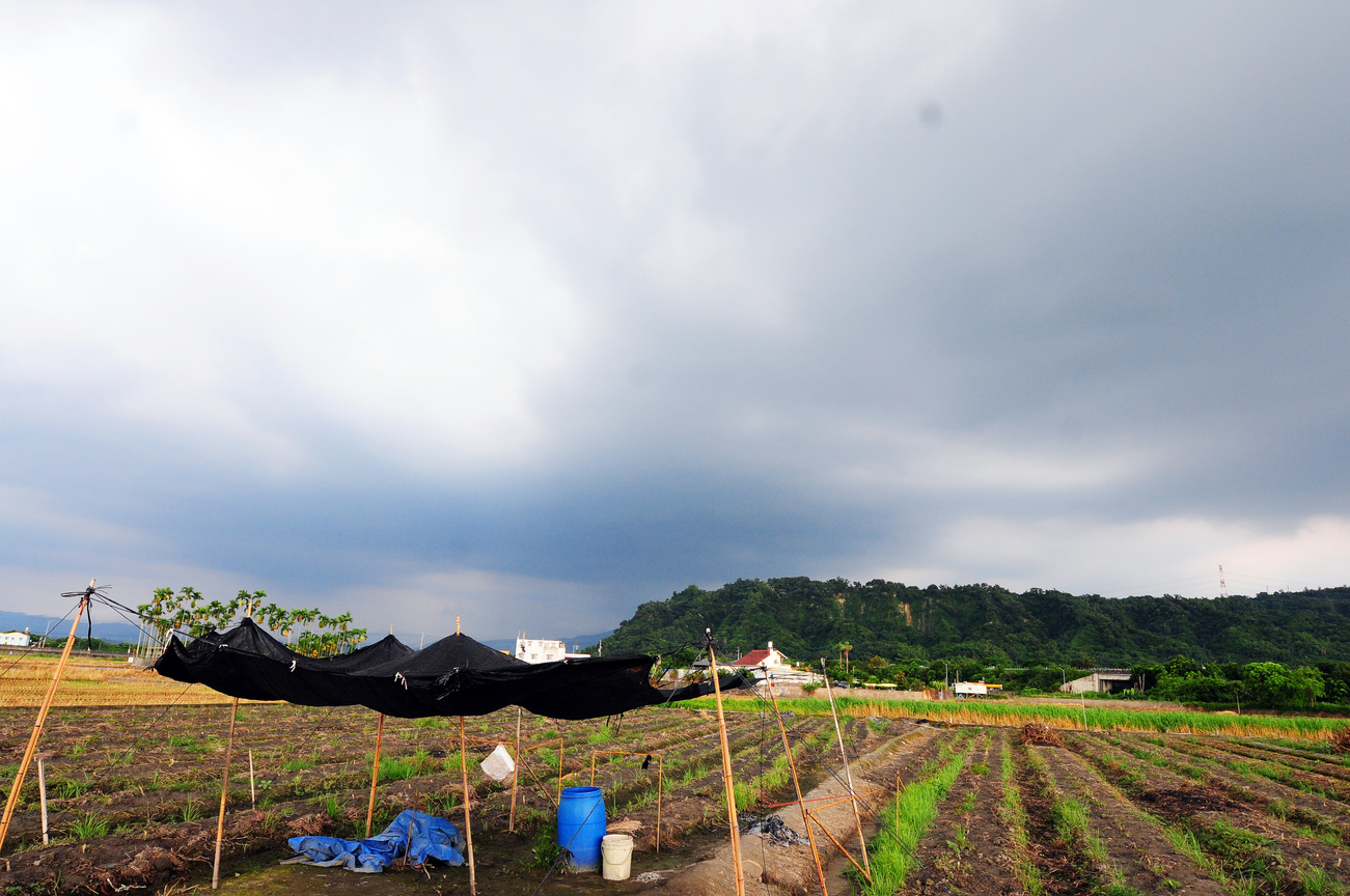 雲林縣林內鄉─田邊風光
