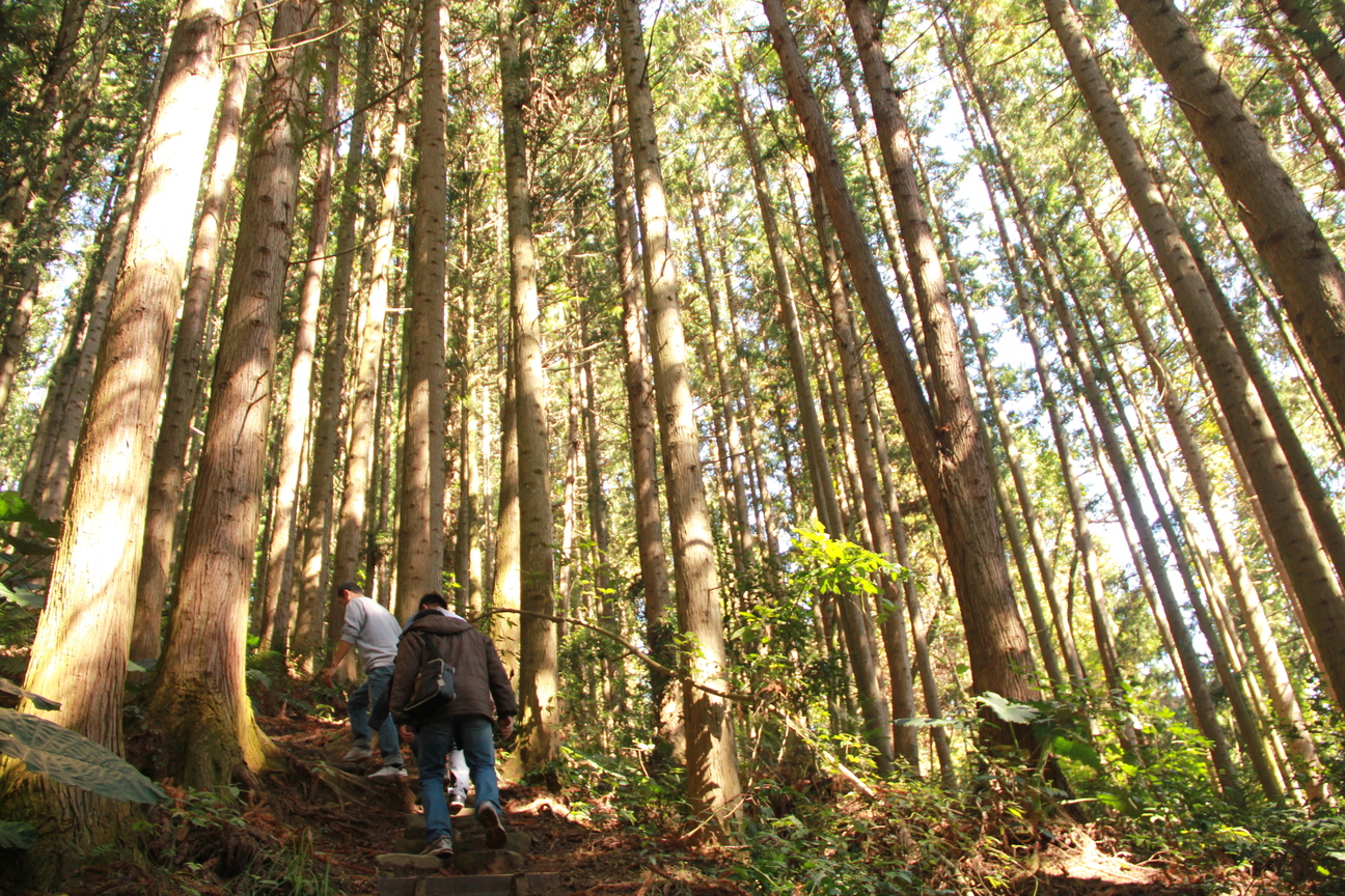 苗栗縣泰安鄉－二本松香杉林