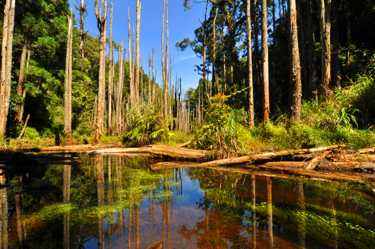 南投縣鹿谷鄉-忘憂森林2012.7.11