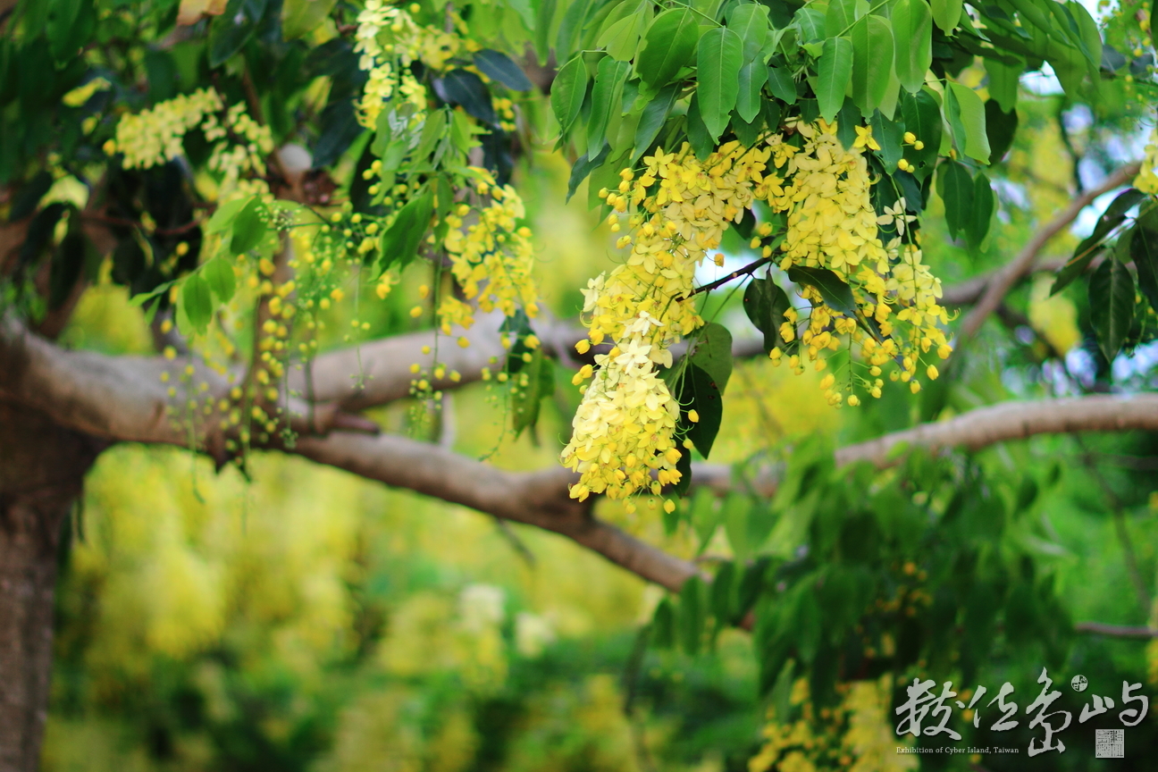 新竹縣竹東鎮－夏日的燦爛黃金雨阿勃勒