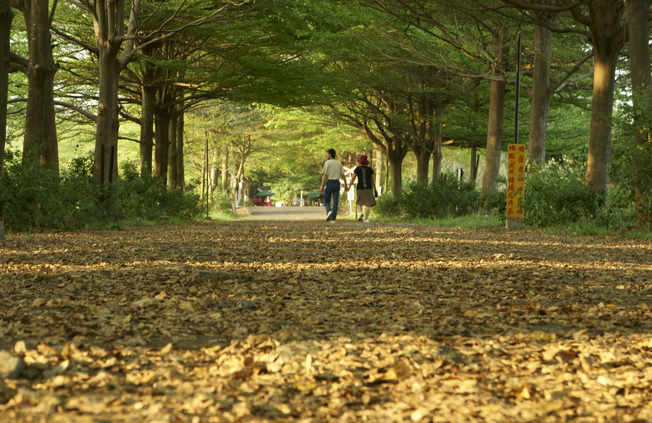 綠色隧道