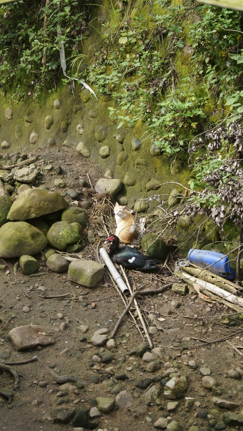 新竹縣關西鎮－悠閒生活