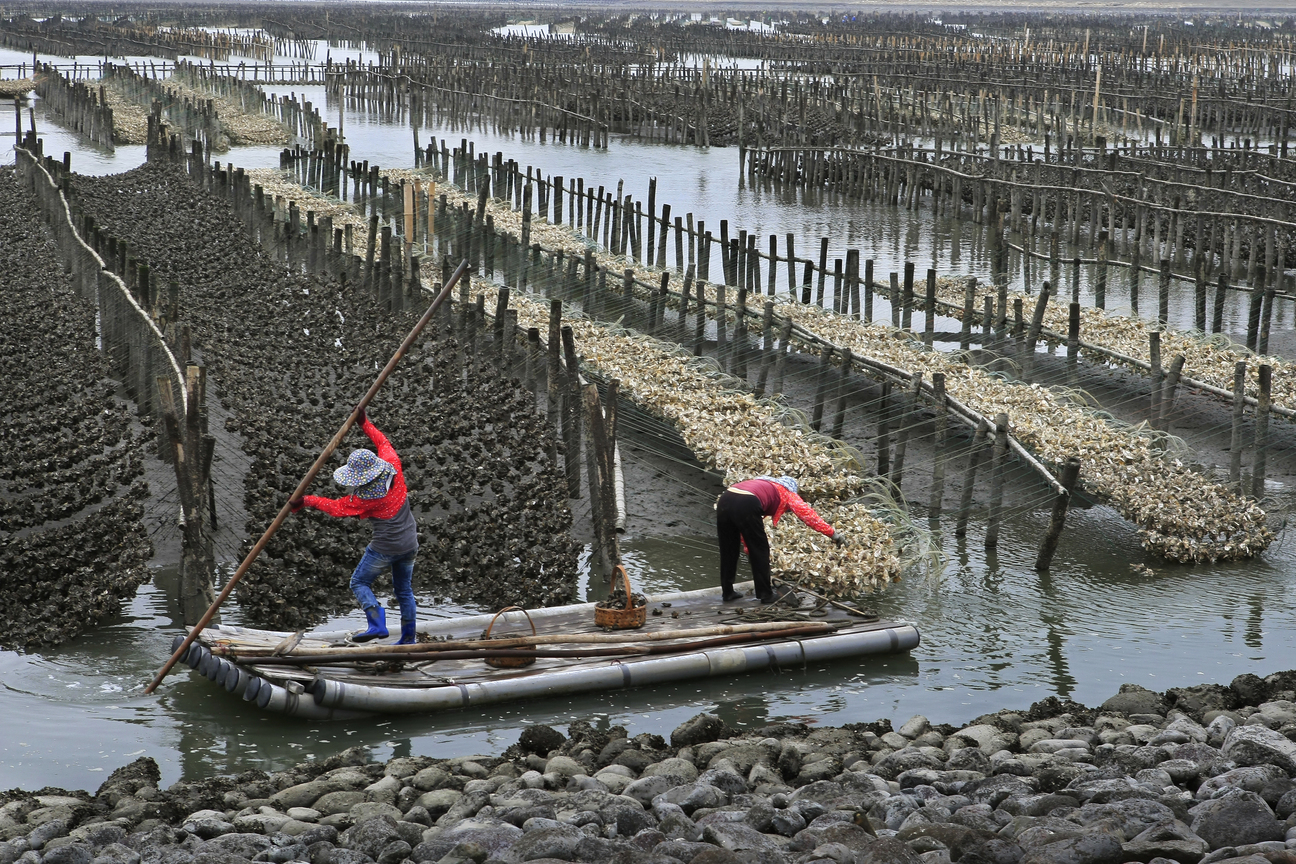 雲林縣台西鄉-採蚵
