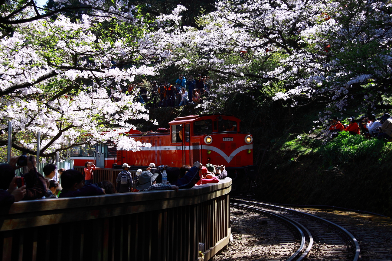 嘉義縣阿里山鄉-春櫻の阿里山火車