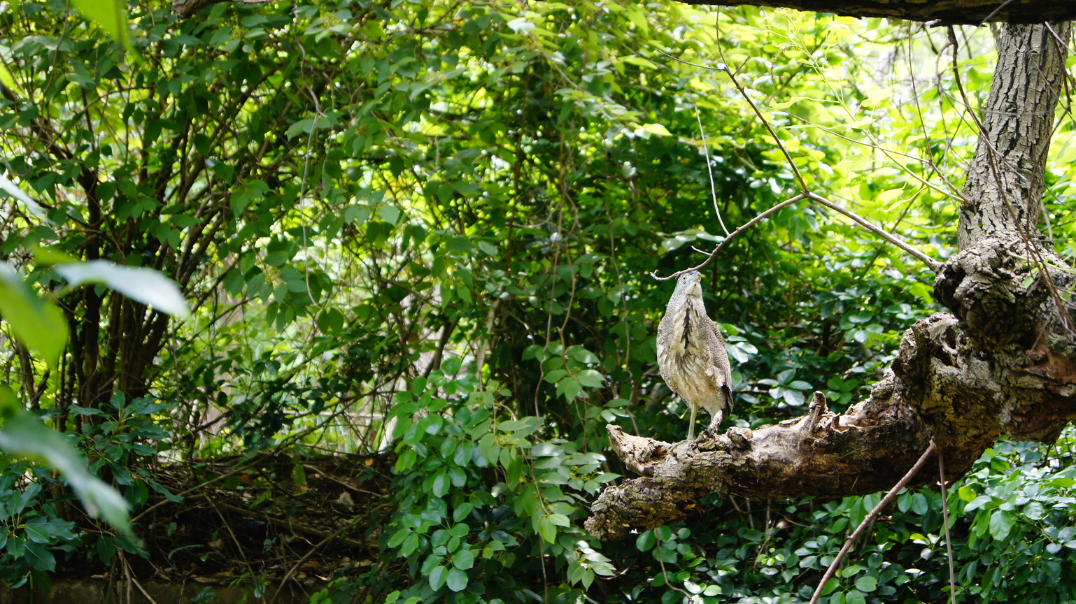 台北市北投區－鳥的氣勢