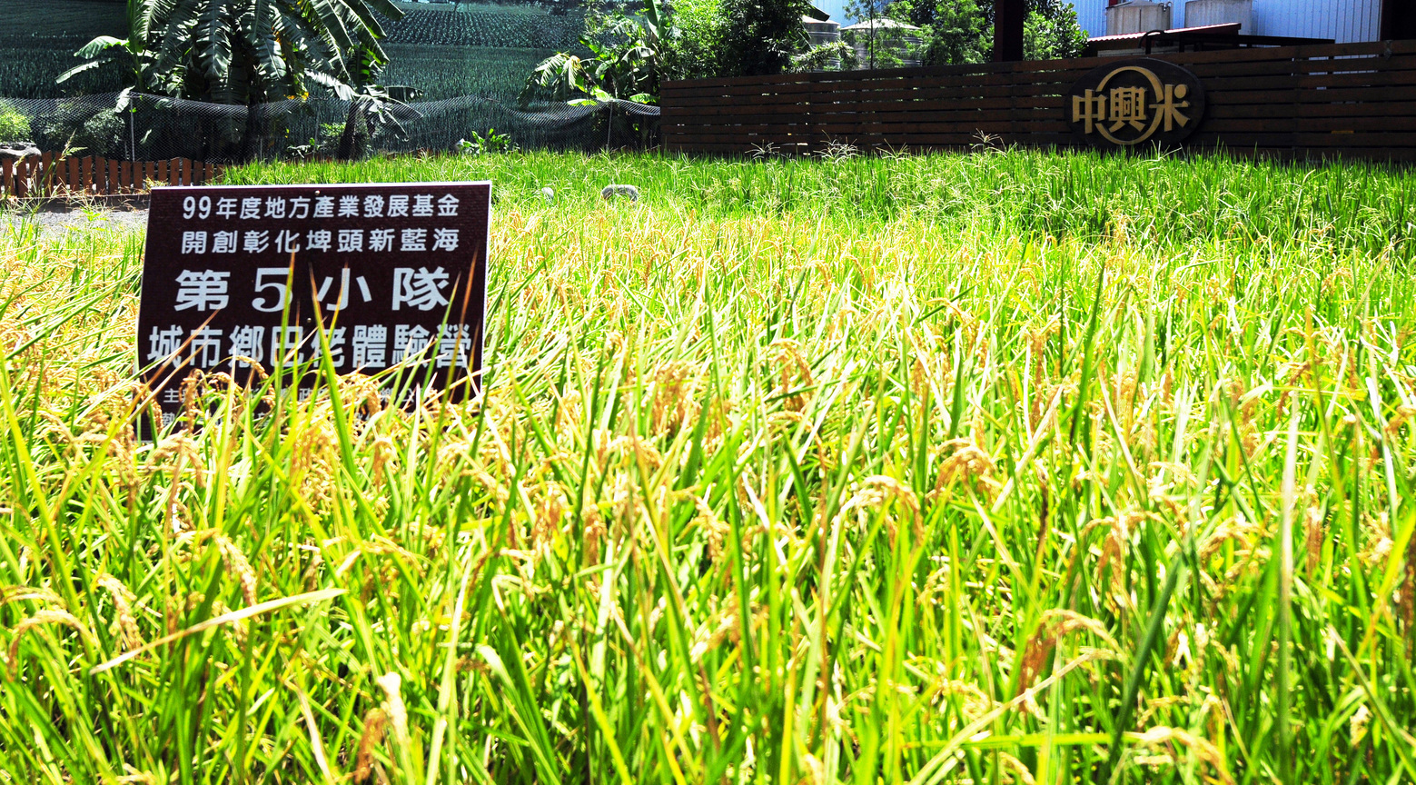 彰化縣埤頭鄉─城市鄉巴佬，稻米體驗
