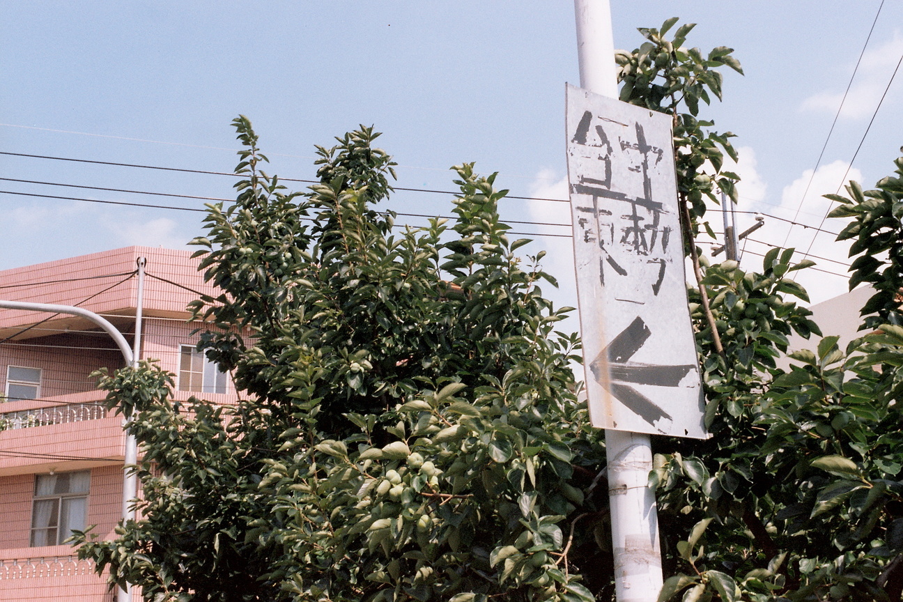 台中市東勢區/東勢東柿