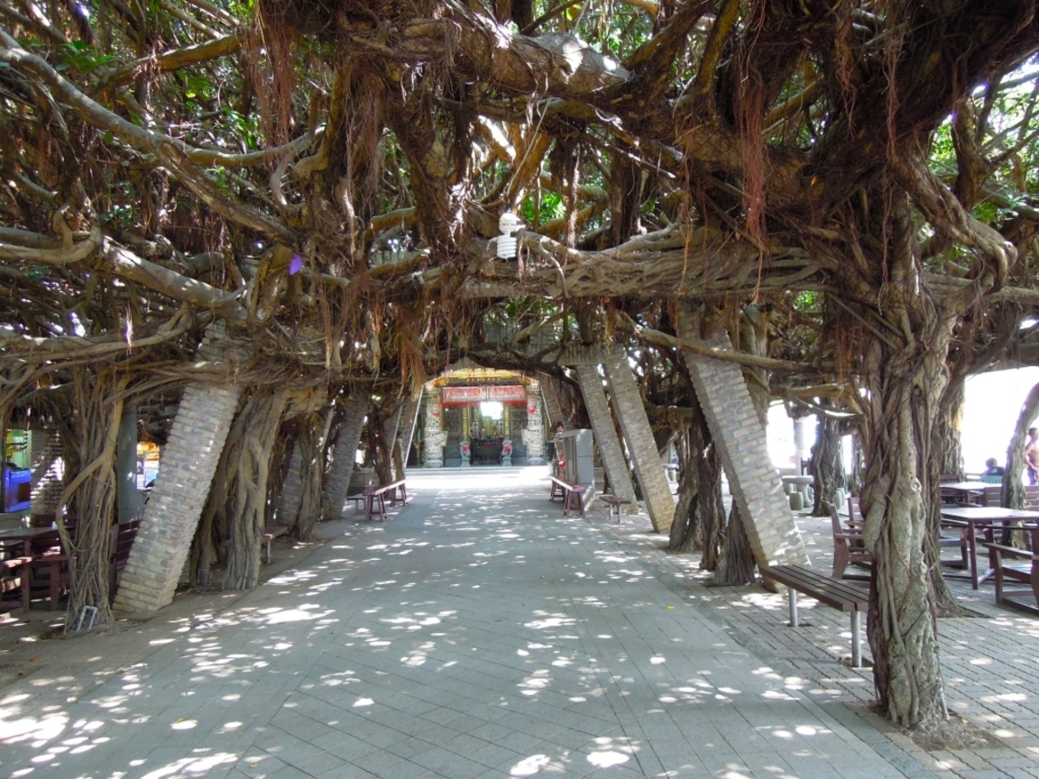 澎湖縣白沙鄉－通樑古榕