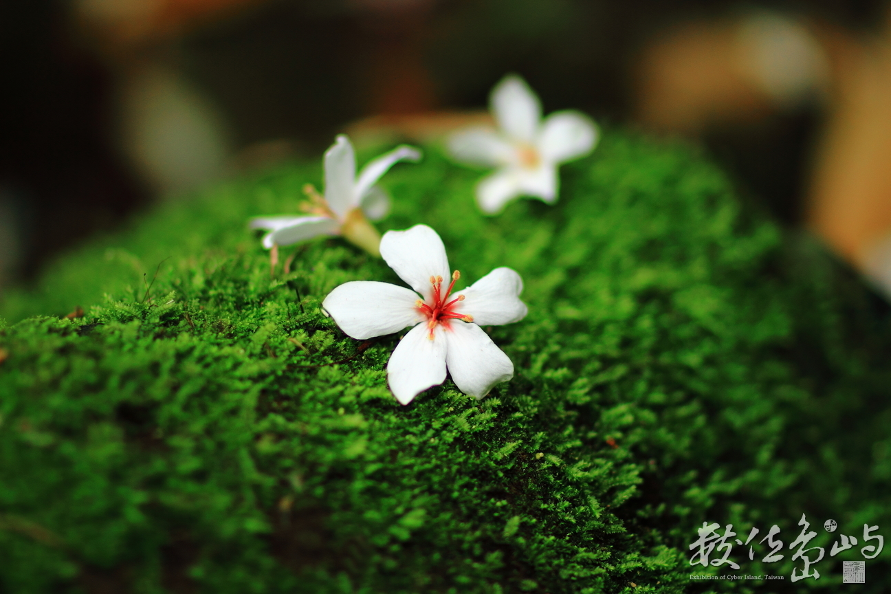 桃園縣龍潭鄉－小粗坑古道